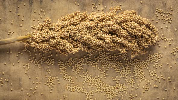 Cluster of gluten free ripe white sorghum grain and seeds are falling onto textured bark paper alt