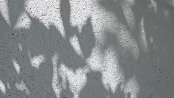 Motion of Leaves in Wind on the Wall Background