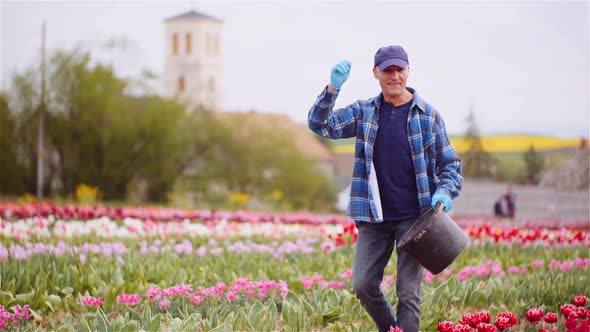 Farmer Fertilize Tulips Field at Flower Plantation Farm Agriculture