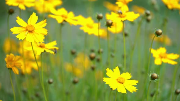 Summer Flowers