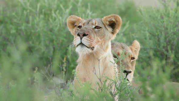 Alert Lioness Observing Surroundings