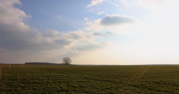 Lonely Tree Middle Green Grass Clouds Sunny Landscape 4k One Third Timelapse