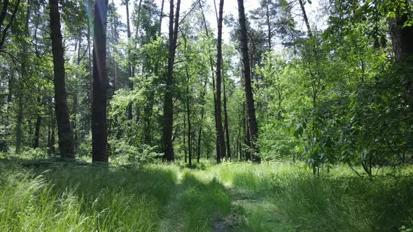 Trees in the Forest By Summer Day