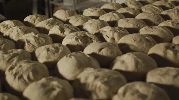 Animation of rows of fresh prepared rolls ready to bake