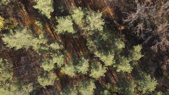 Forest with Trees in the Fall