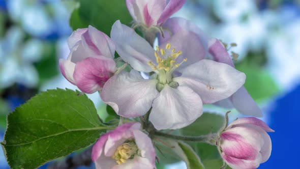 Apple Blossom Timelapse on Blue