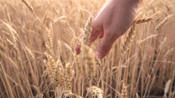 farmer walking touching wheat  the wheat field in sunset  ears with hands