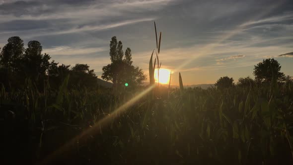 Wheat At Dawn