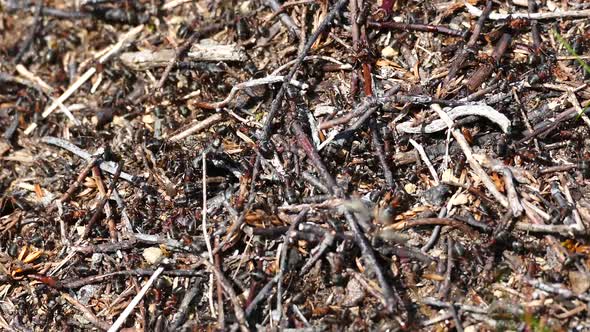 Close up from an ant colony