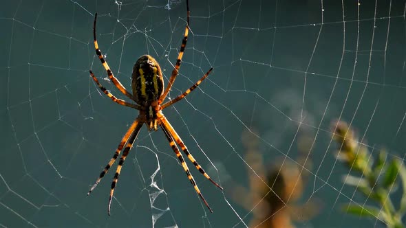 Argiope bruennichi, wasp spider