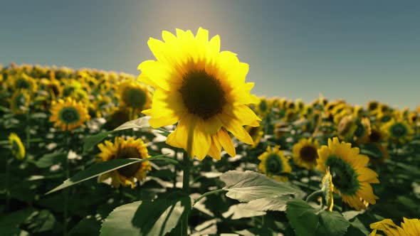 Many Bright Yellow Big Sunflowers in Plantation Fields on Sunset