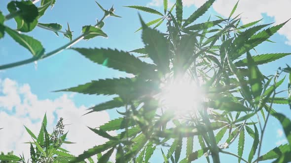 Marijuana Cannabis Plant Growing Outdoors at Summer Garden