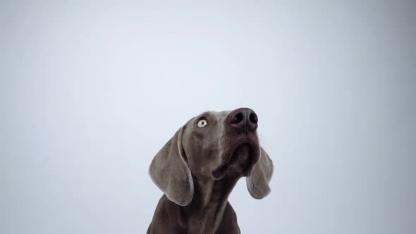 Funny Weimaraner dog catching snack in studio on white background