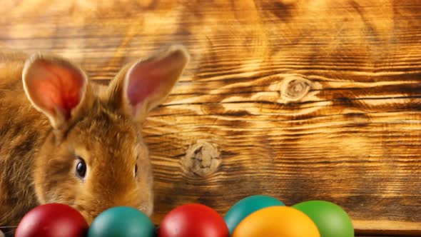 Curious Little Fluffy Brown Bunny Sits on a Wooden Background with Multicolored Painted Easter Eggs