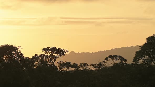 Tropical Rainforest Orange Sunrise Jungle Scenery and Tree Tops, Aerial Elevated View from Above of