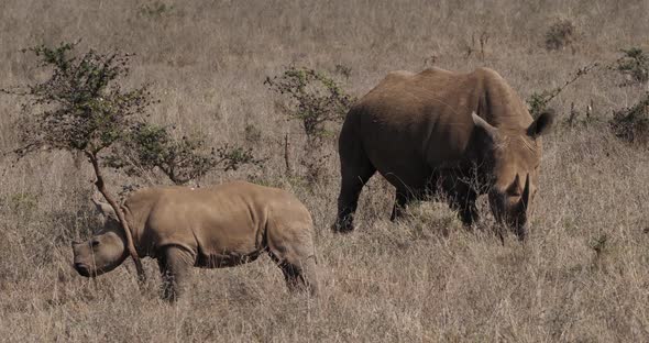 White Rhinoceros, ceratotherium simum, Mother and Calf, Nairobi Park in Kenya, Real Time 4K