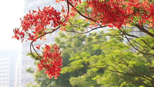 Royal Poinciana Tree Delonix Regia Flame Tree Blossoming in Abu Dhabi in Spring