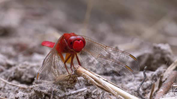 Red Dragonfly Close-up. Dragonfly Sitting on the Sand at a Branch of the River.