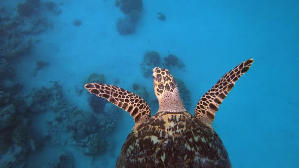 Tropical Sea Turtle