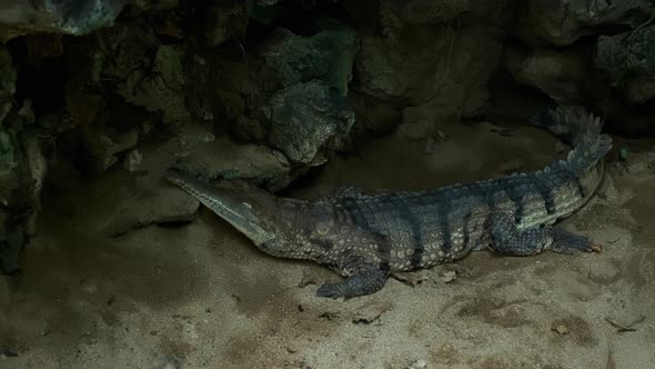 American Alligator Laying and Sunning of the River