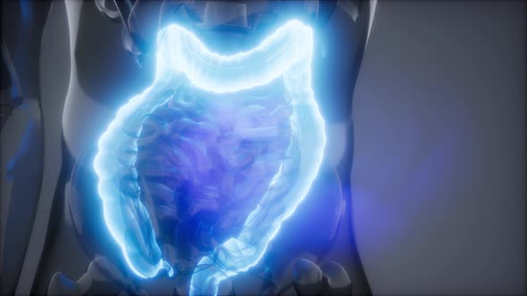 Human Colon Radiology Exam alt
