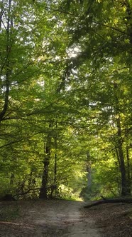 Vertical Video Forest with Trees in the Fall