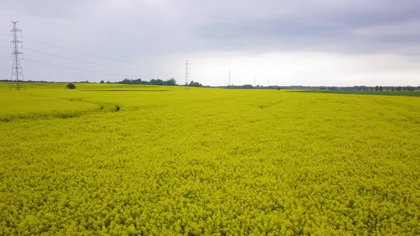 Aerial flyover blooming rapeseed (Brassica Napus) field, flying over lush yellow canola flowers, idy