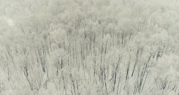 Aerial Video Over Trees in Winter Time