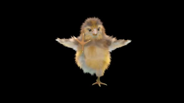 26 Baby Chicks Dancing HD