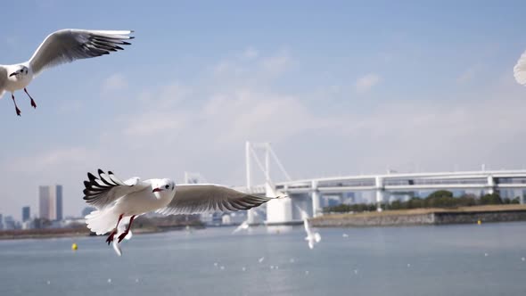 Flying Seagulls Hunting for Food in Slow Motion Odaiba Tokyo