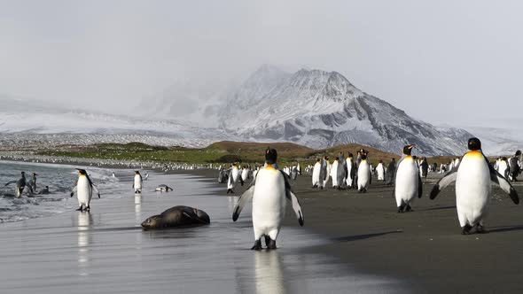 King Penguins on the Beach in South Georgia