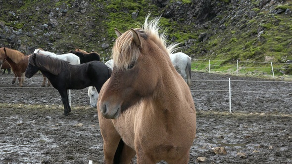 Portraits of an Icelandic Brown horses, close-up. Iceland. Horse standing on the field.