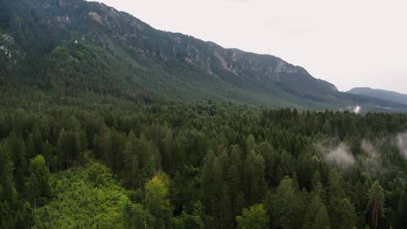 Mountain Forest in the Austrian Alps