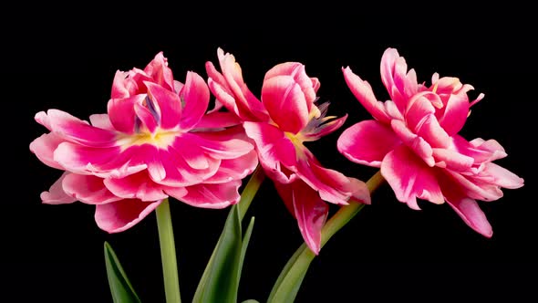 Timelapse of Pink White Peony Tulips Flowers Opening