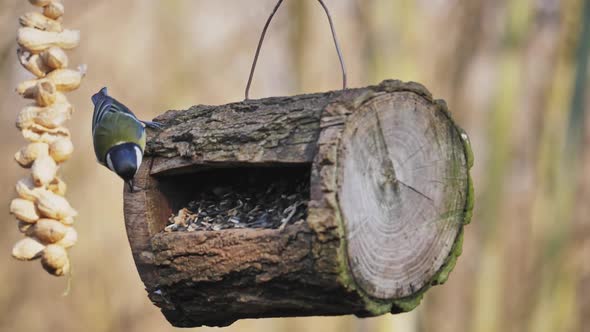 Great Tit in Forest Birdhouse Feeding with Sunflower Seeds in a Natural Reserve