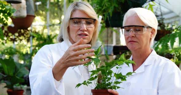 Female scientists checking plants