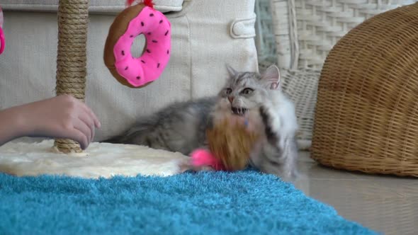 Cute Persian Cat Playing Toy In Living Room