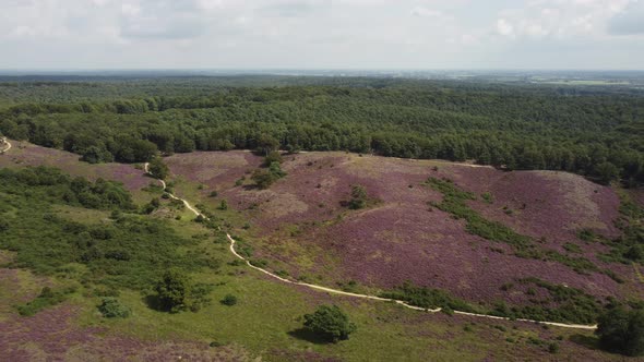 Purple blooming heathland at national park the Posbank in the Netherlands