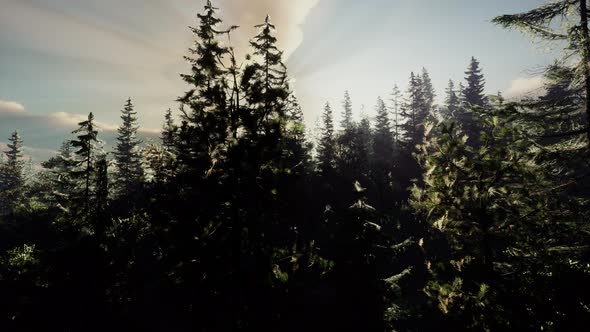 Healthy Green Trees in a Forest