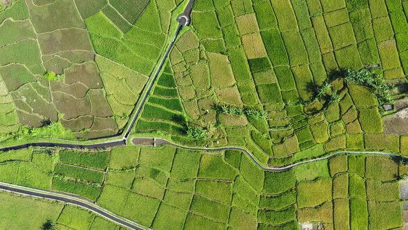 Aerial drone footage of green farmland