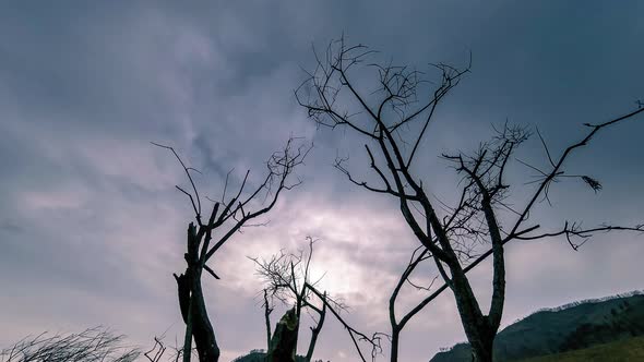 Time Lapse of Death Tree and Dry Yellow Grass at Mountian Landscape with Clouds and Sun Rays