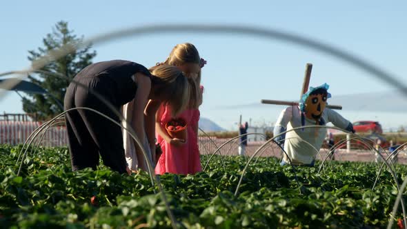 Girls picking strawberries in the farm 4k