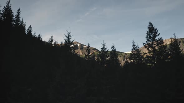 Sun Silhouette of Fir Forest Aerial