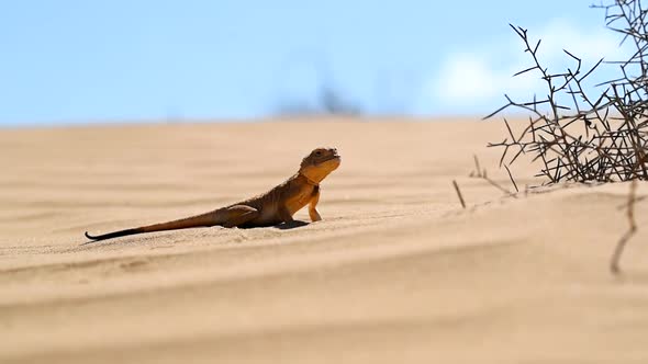 Spotted Toad-headed Agama on Sand Close