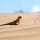 Spotted Toad-headed Agama on Sand Close - VideoHive Item for Sale