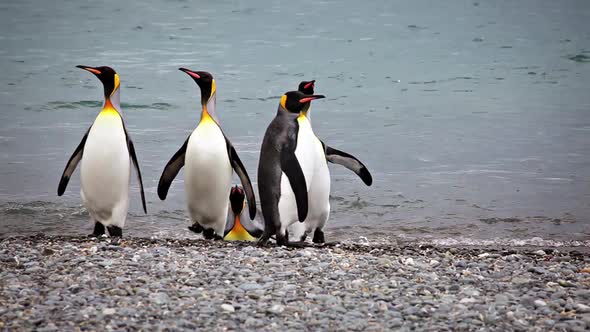 King Penguin Colony on South Georgia