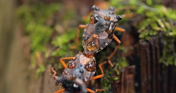 Forest Bug or Red-legged Shieldbug (Pentatoma Rufipes) Is a Species of Shield Bug in the Family