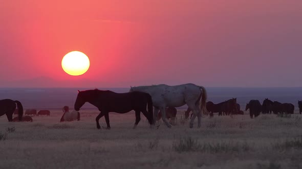 Herd of wild horses grazing during smokey sunset