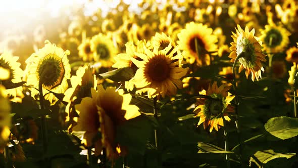 Bright Sunflower in Sunset Light with Closeup Selective Focus