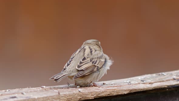 Animal Bird Sparrow On A Piece Of Wood 1